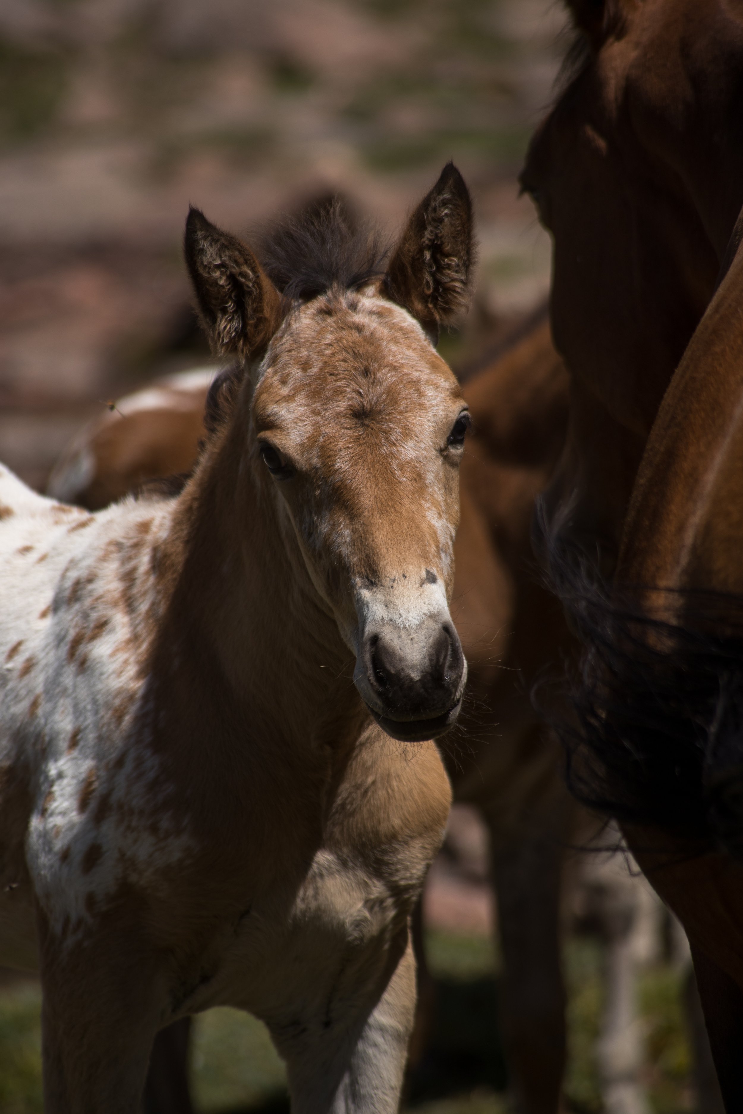 Chaar foal standing