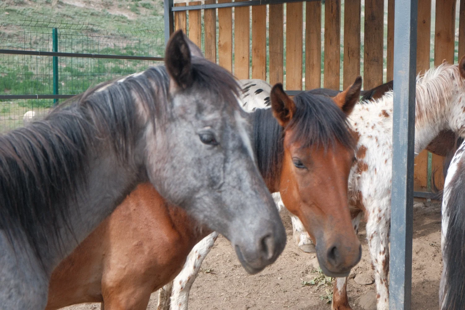 A grey and a bay horse side by side at the ranch