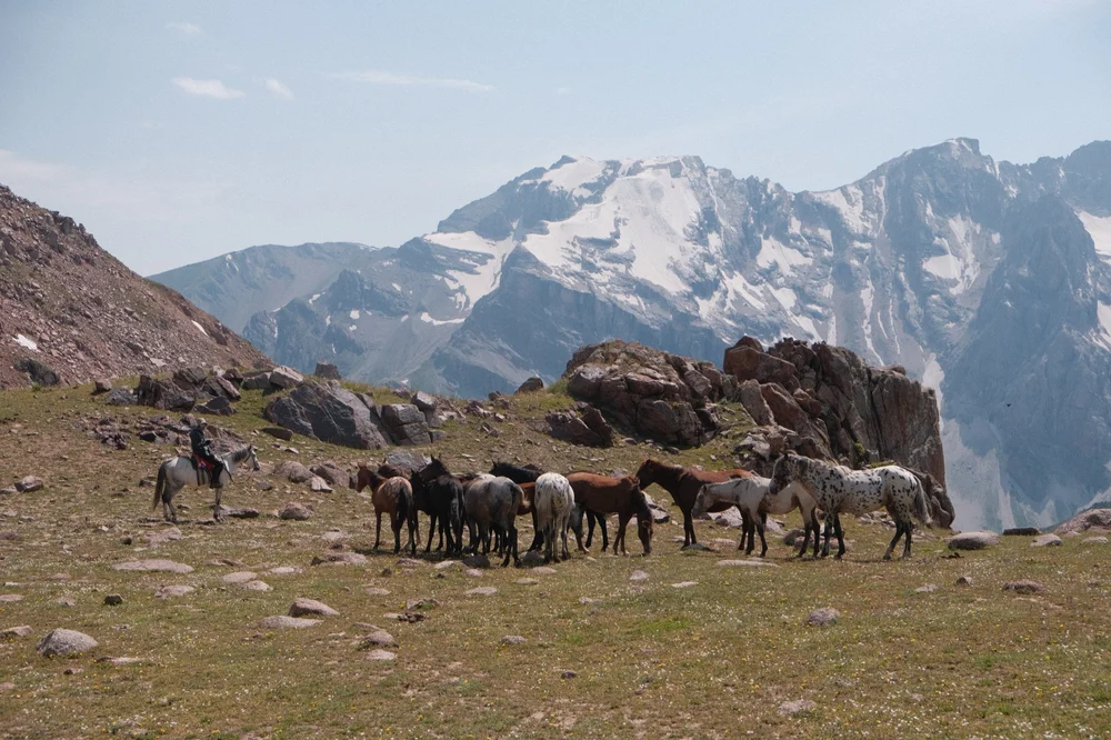 The Chaar herd grazing on a high pass below a glacier
