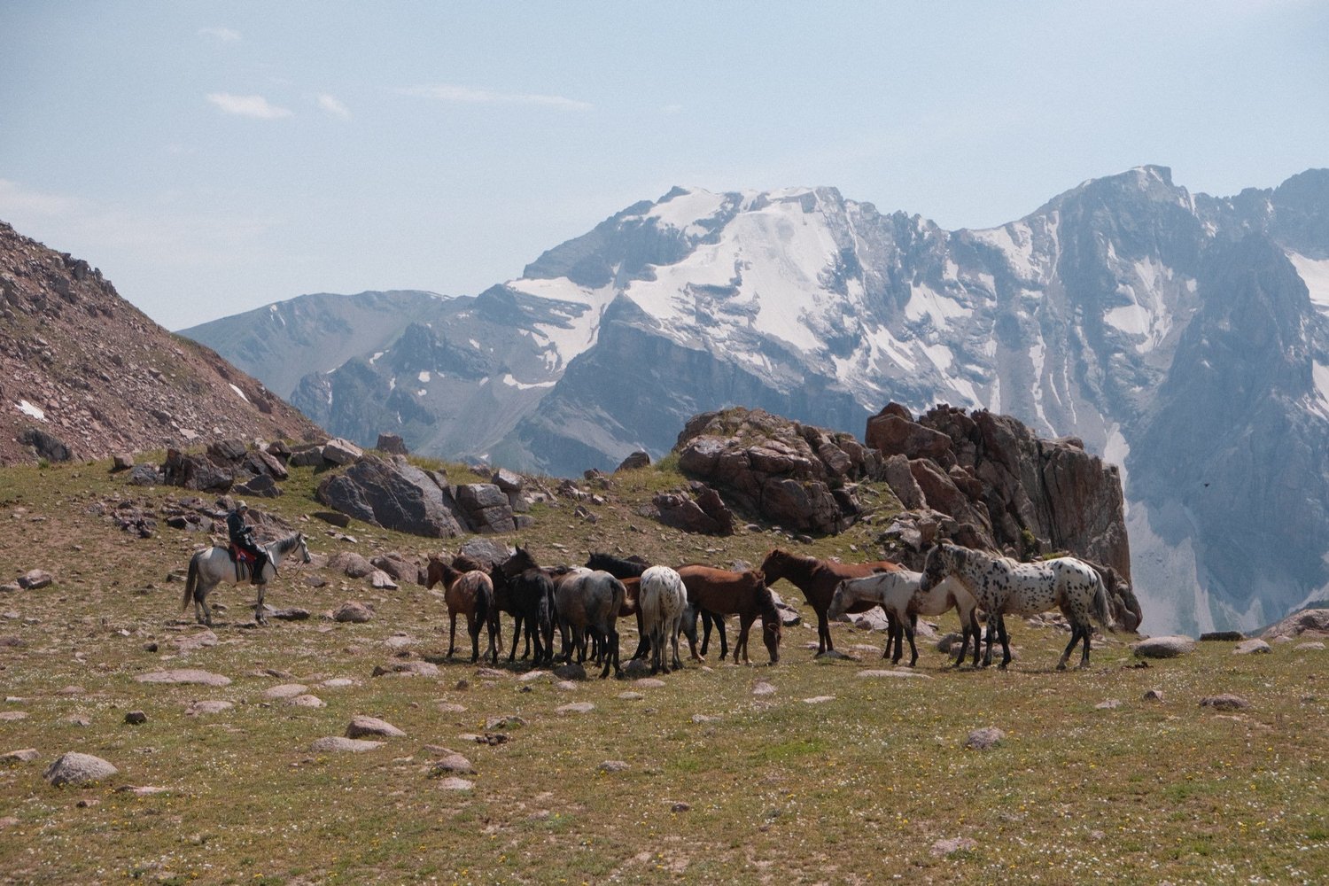 The Chaar herd grazing on a high pass below a glacier in summer