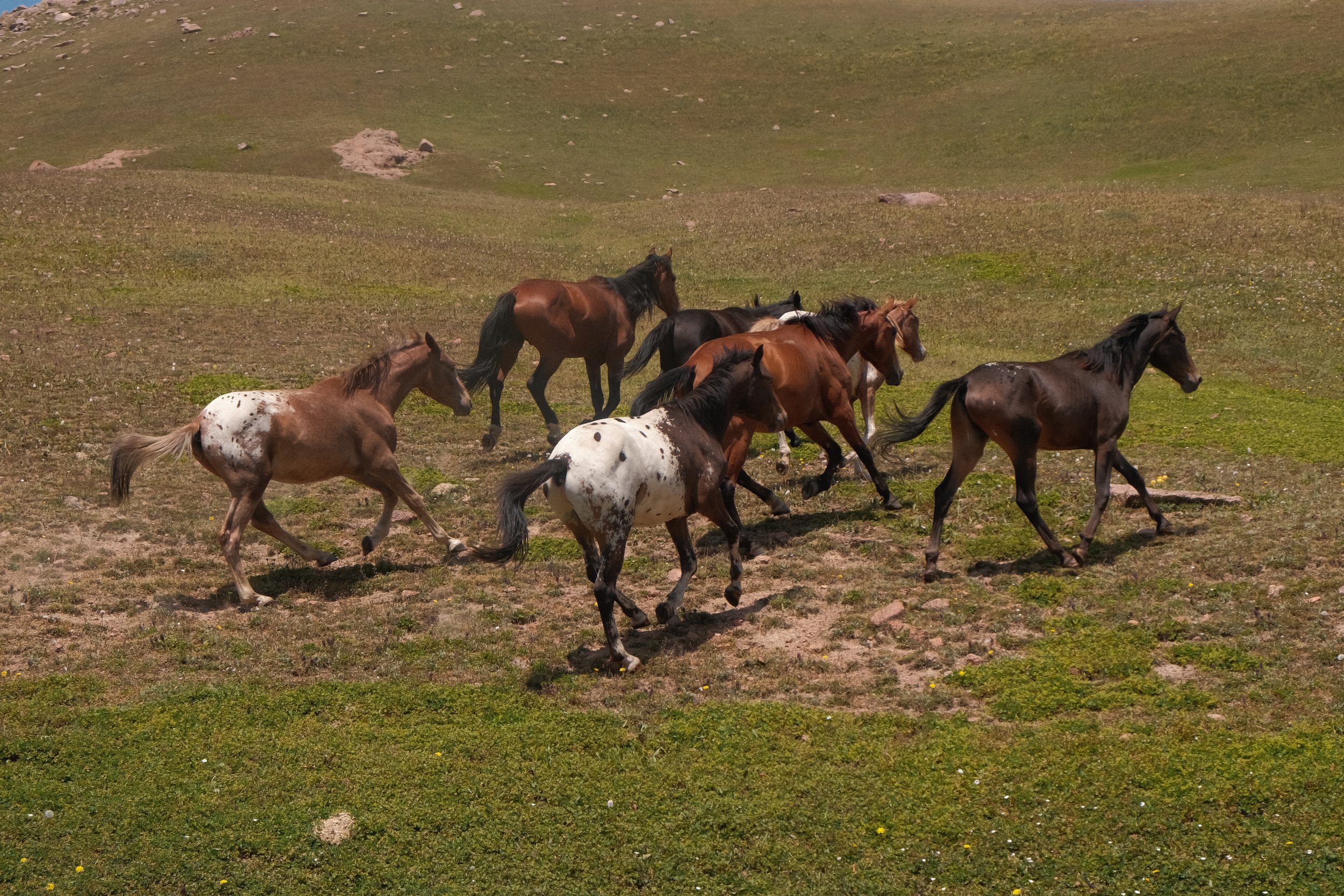 Chaar herd in a green valley