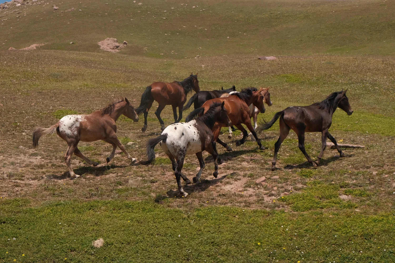 The Chaar herd grazing in a green mountain valley