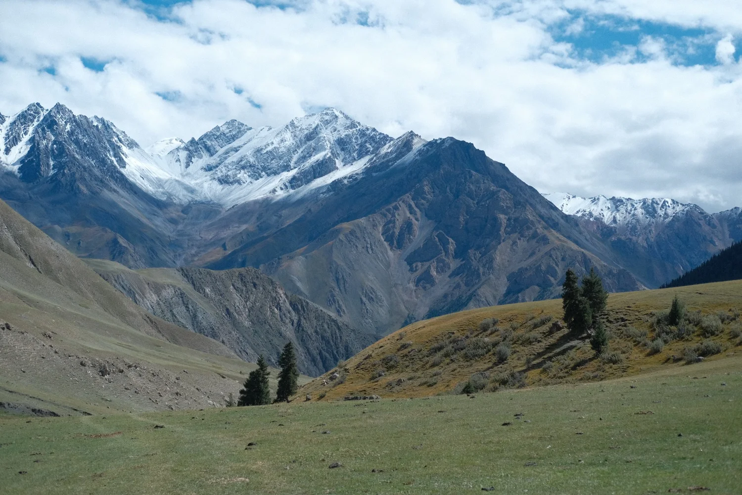Snow-capped peaks rising above a green spring pasture with scattered spruce