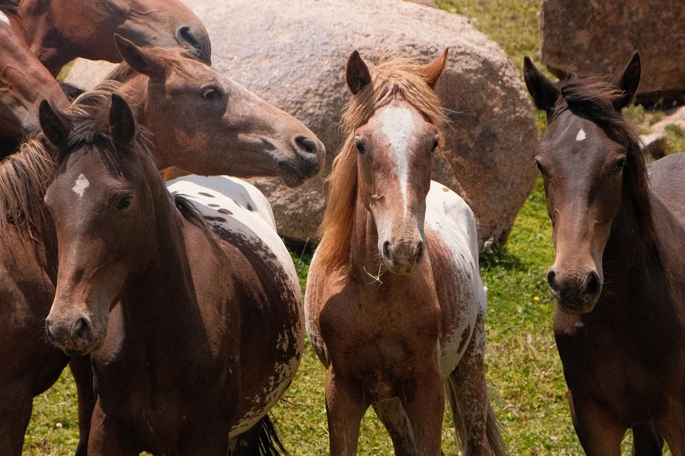 Young Chaar horses and foals at Chaar Ranch