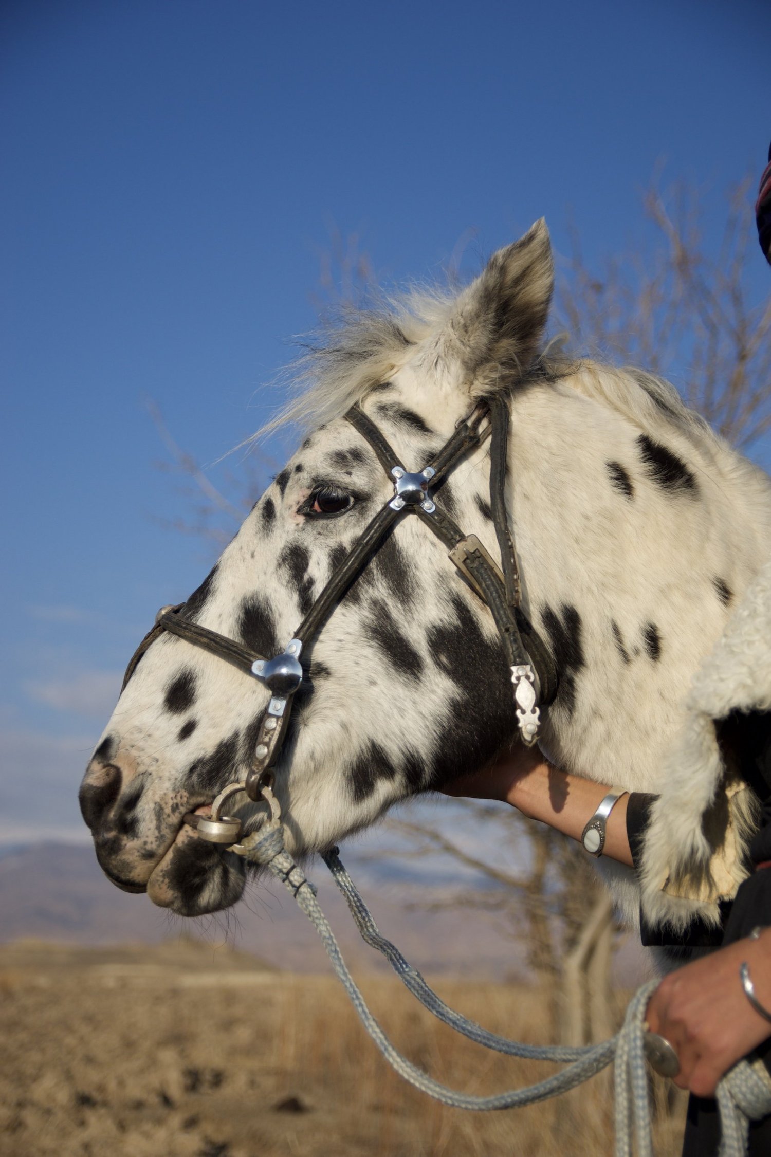 Chaar Suluu, the spotted stallion at the heart of the film True Appaloosa
