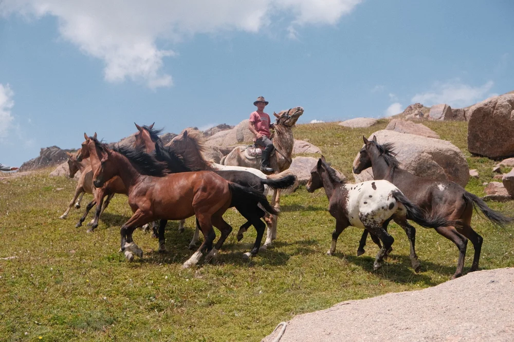 A Kyrgyz horseman driving the Chaar herd across the high pasture