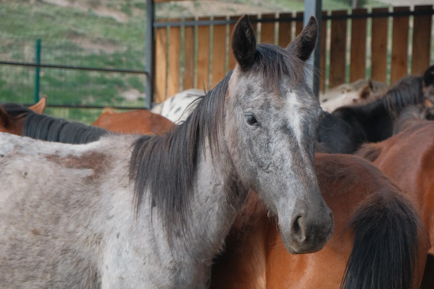 A grey Chaar horse looking straight at the camera