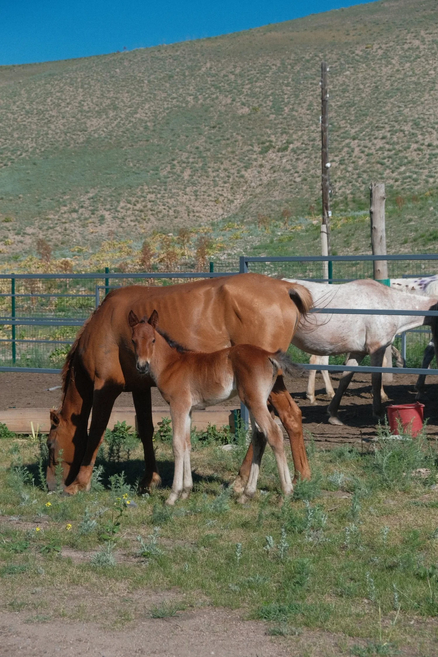 A chestnut mare and her young foal grazing in spring