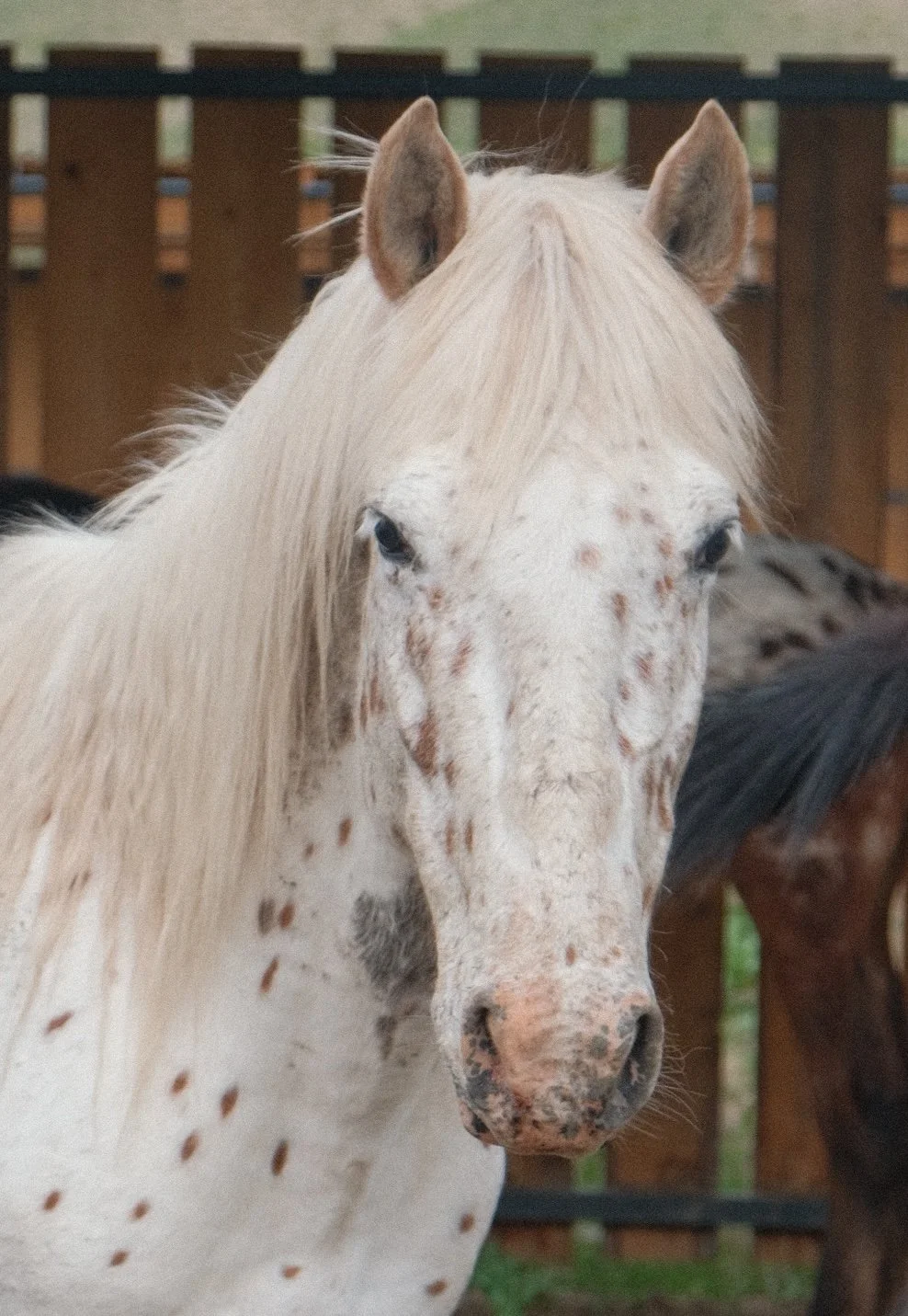 Chaar horse with blanket coat pattern