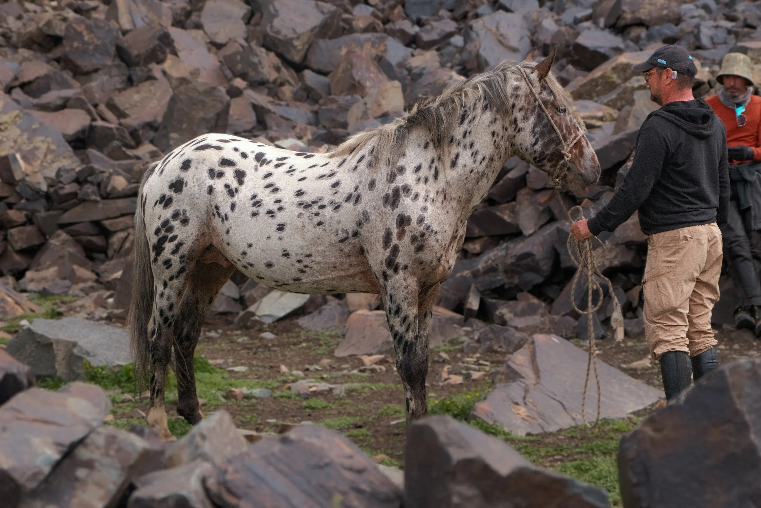 Chaar horses grazing in the mountains