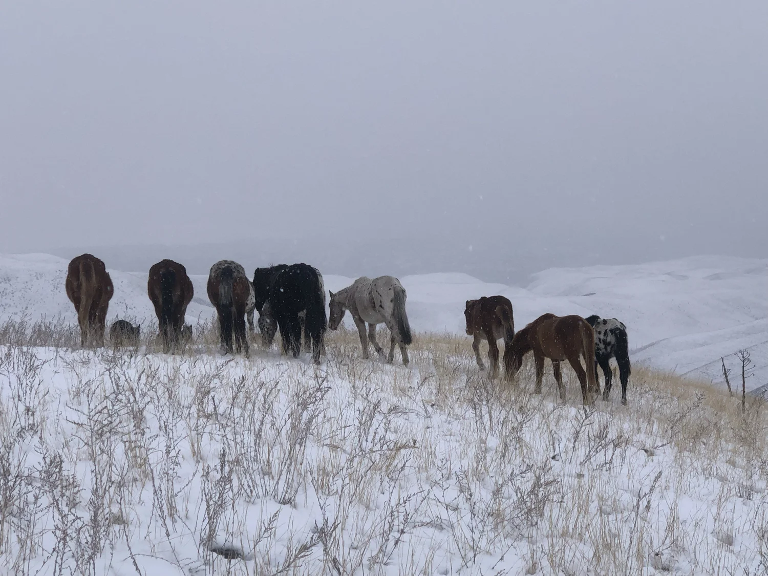 Le troupeau dans la neige en hiver