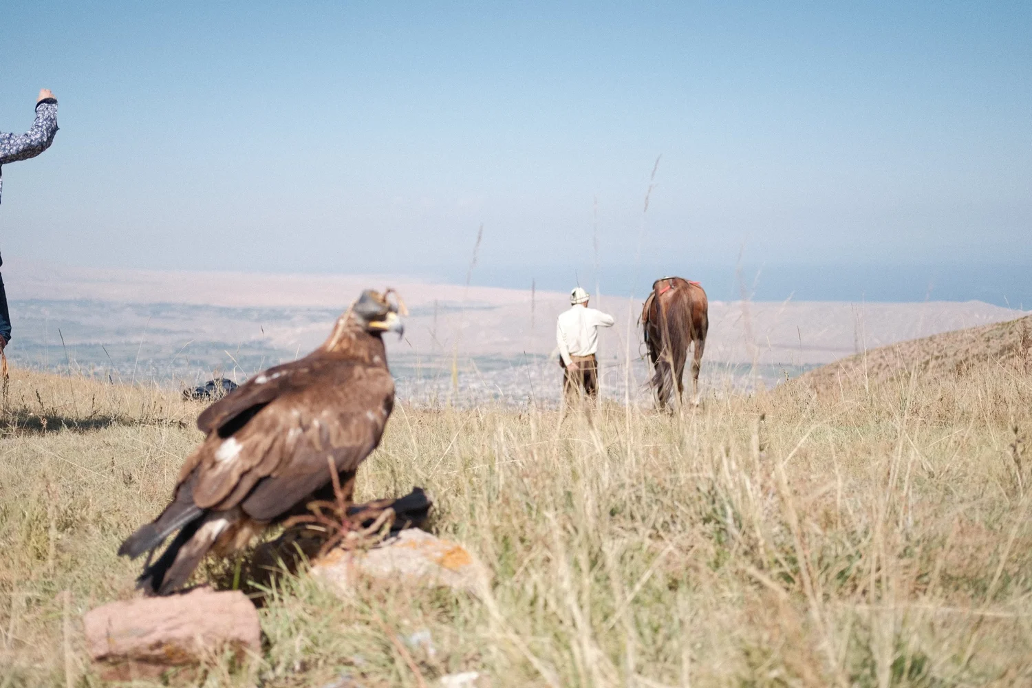 A golden eagle resting on the hillside during an eagle-hunting demonstration