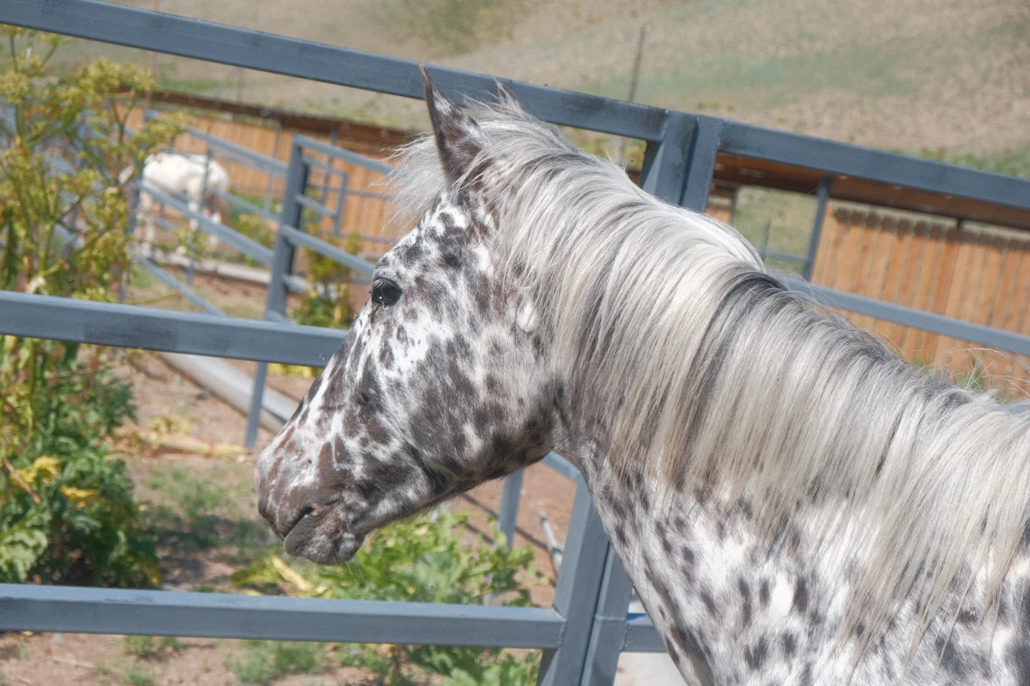 Head and mane of a leopard-spotted Chaar horse