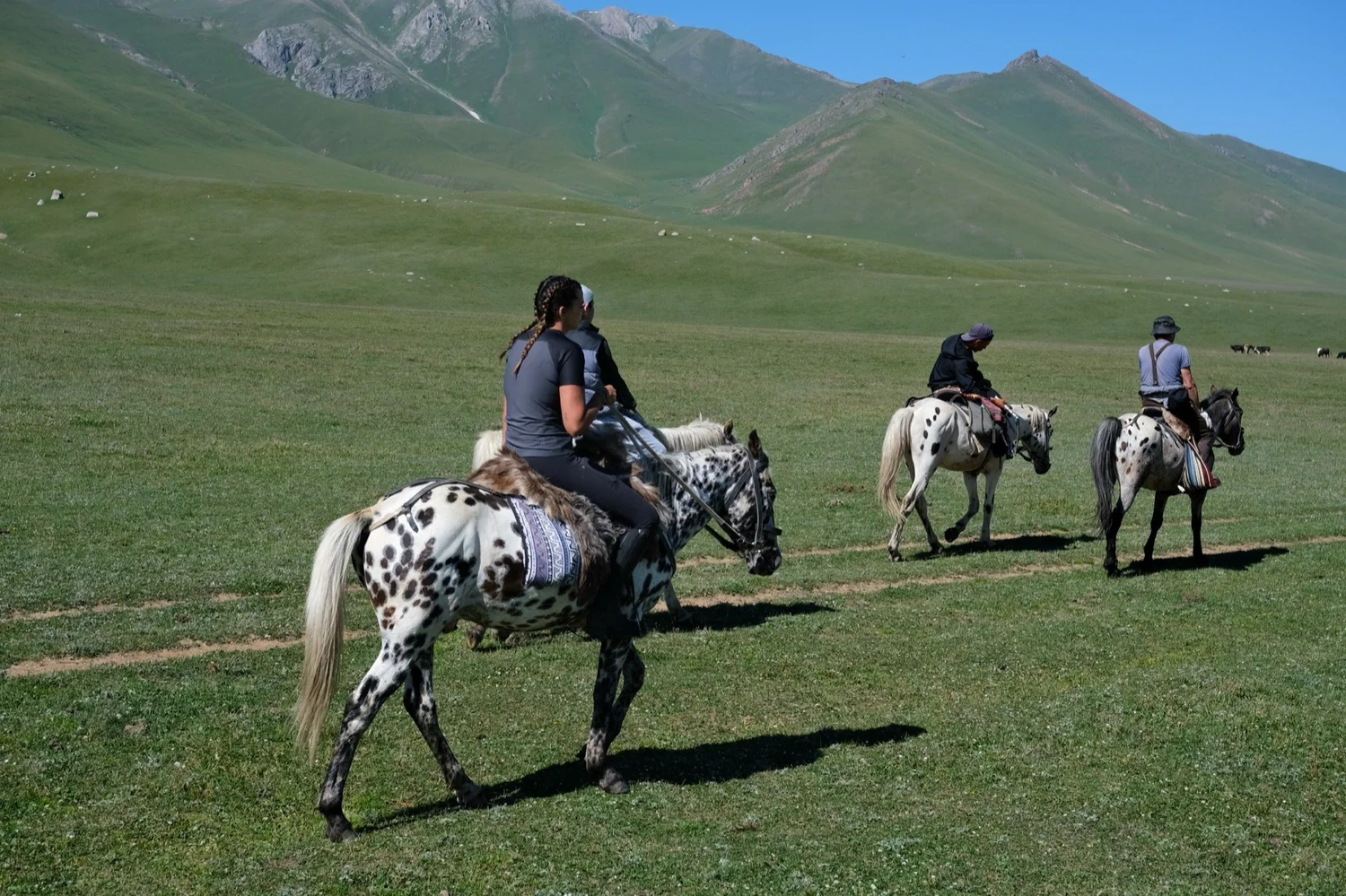 A spotted horse leading riders across the plain