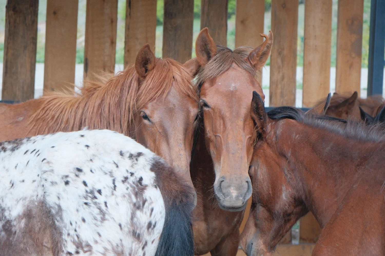 Young horses at the shelter at Chaar Ranch