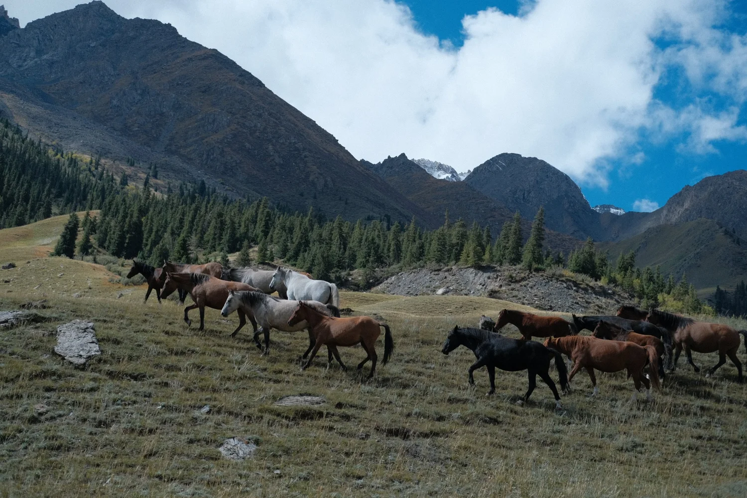 A herd of horses crossing a mountain pasture below spruce forest