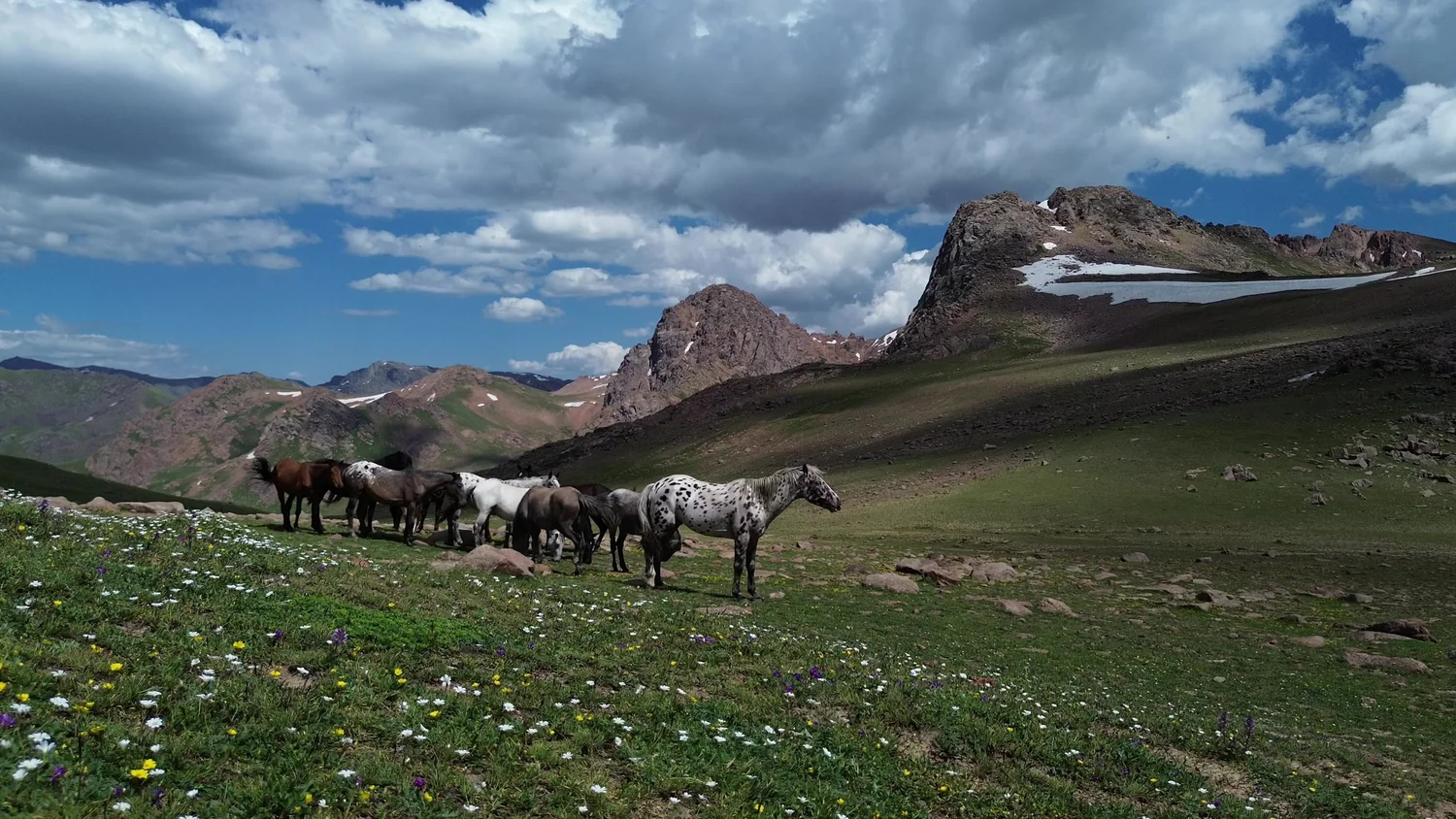 A herd of Chaar horses at the edge of a wildflower meadow in the mountains