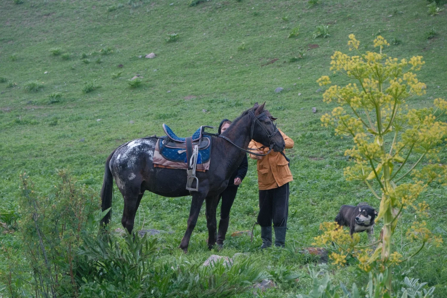 Saddling up a Chaar horse in the hills above the ranch