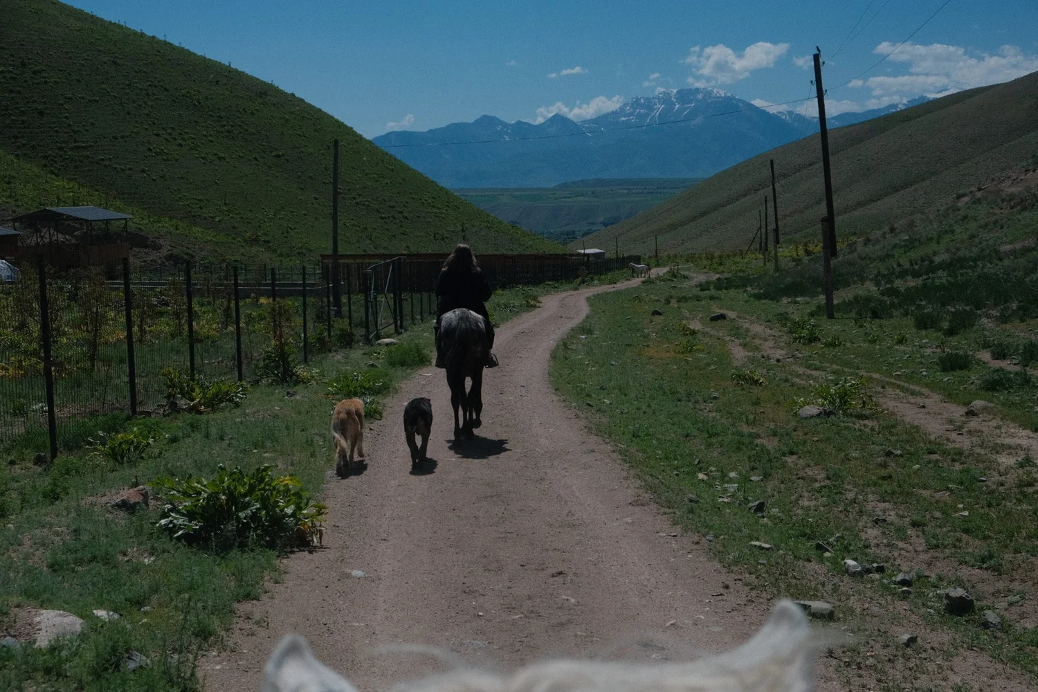 Riding out along the track past the paddock fences, the dogs trotting alongside