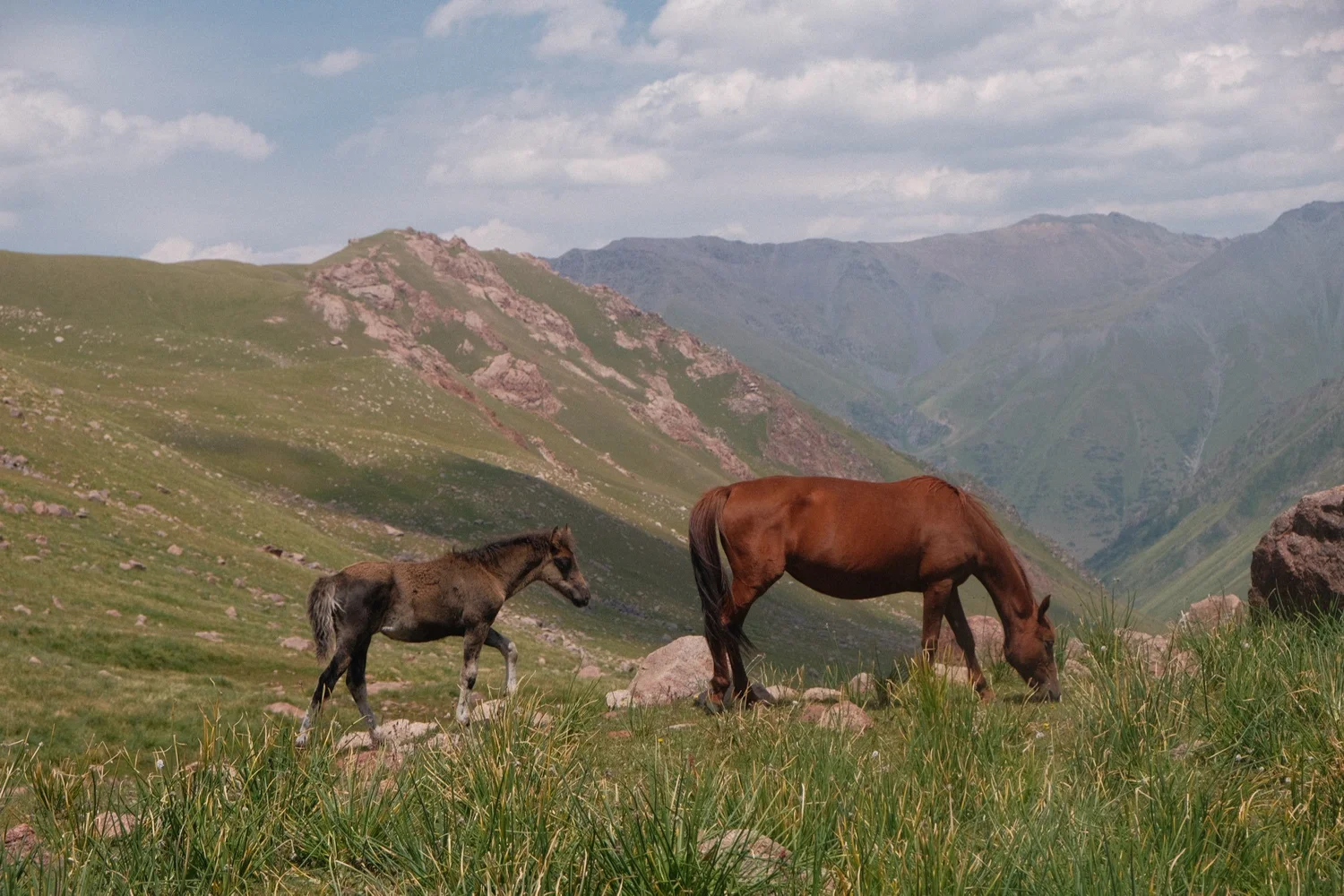 Une jument et son poulain broutant dans un pâturage d'altitude en été