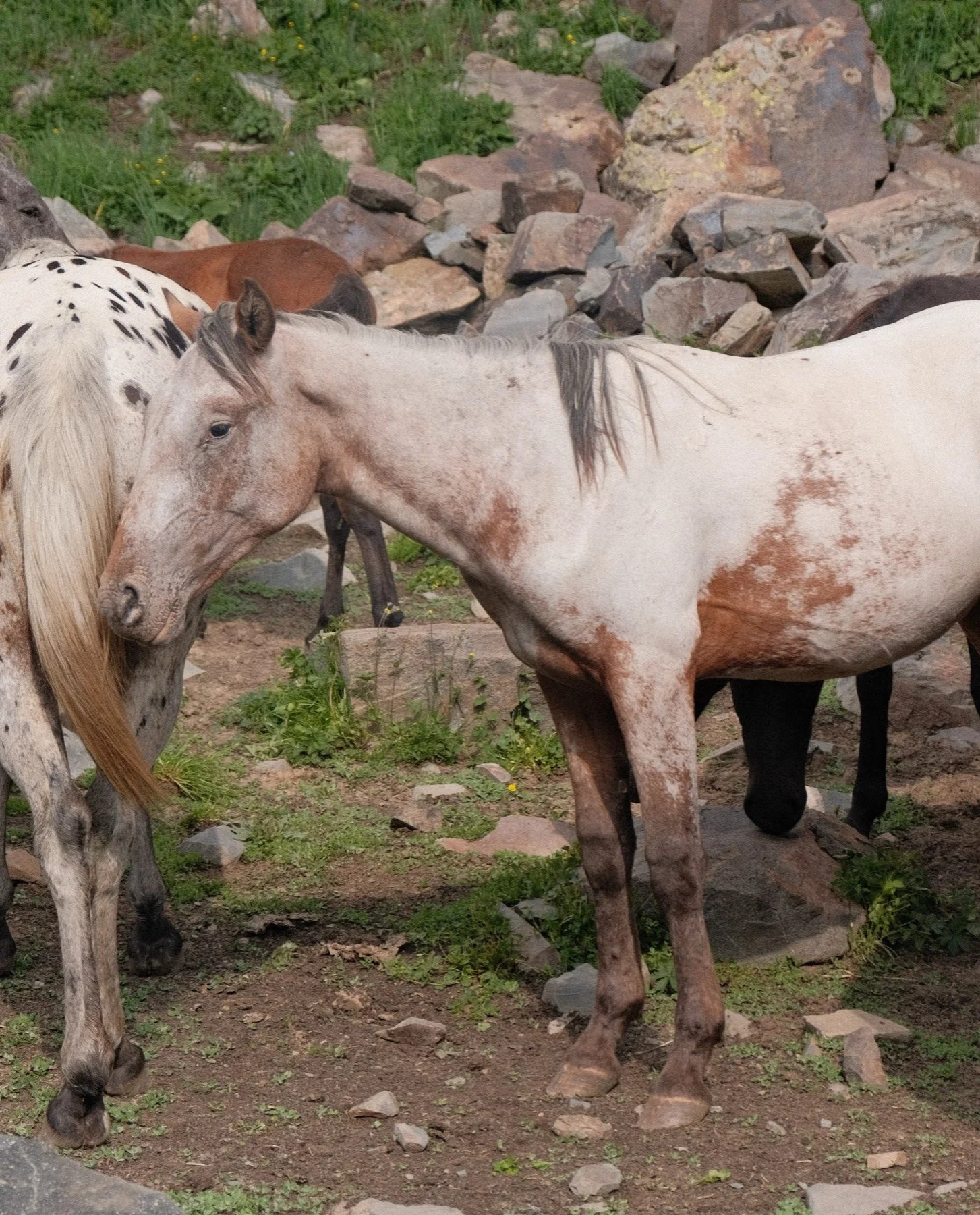 Close detail of a roan Chaar coat on the high pasture