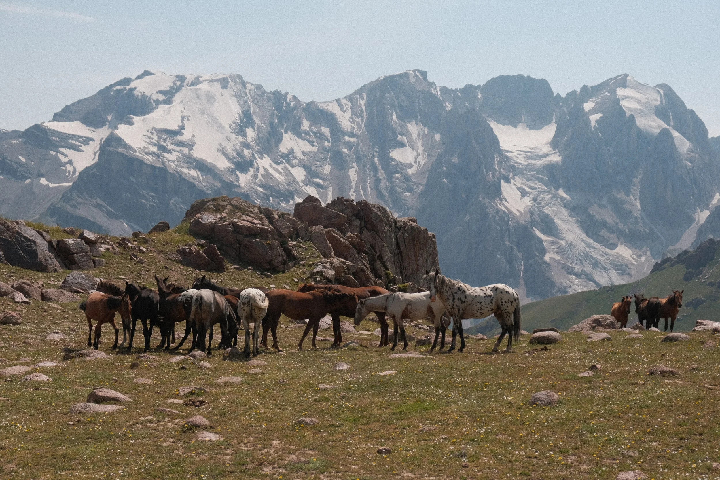 Kyrgyz Chaar horse in the mountains