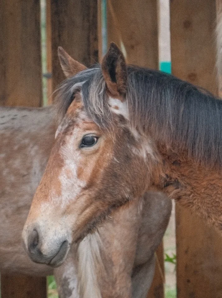 A leopard-spotted Chaar horse