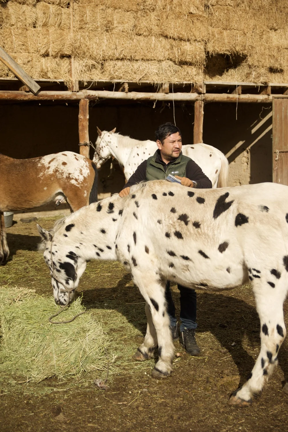 Feeding the spotted horses in the stable on a winter evening