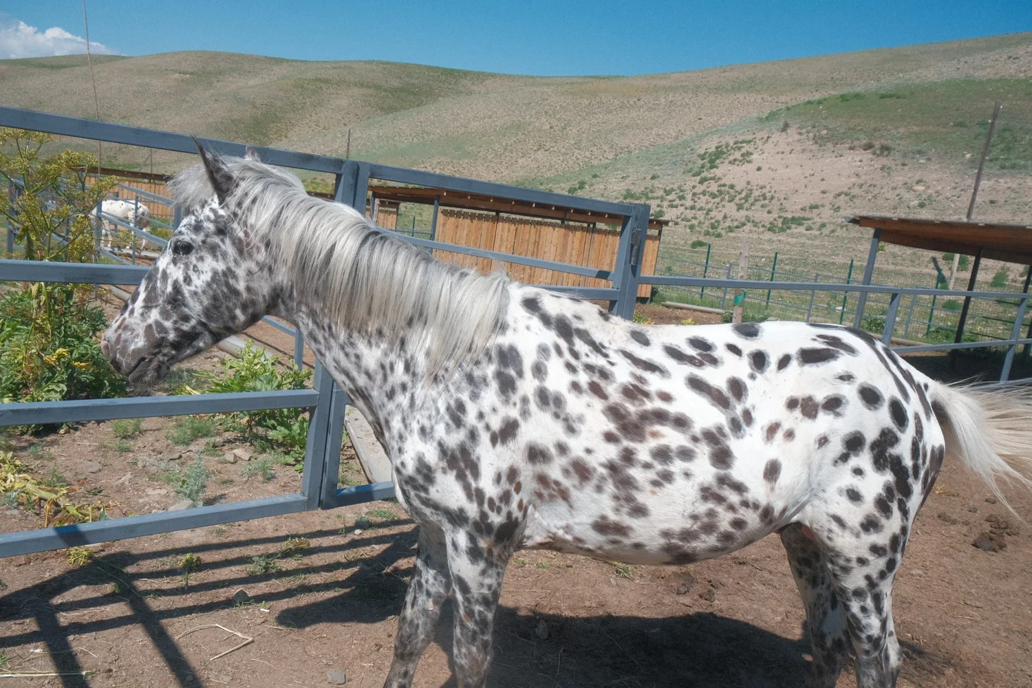 A leopard-spotted Chaar horse at the ranch, the full coat pattern visible