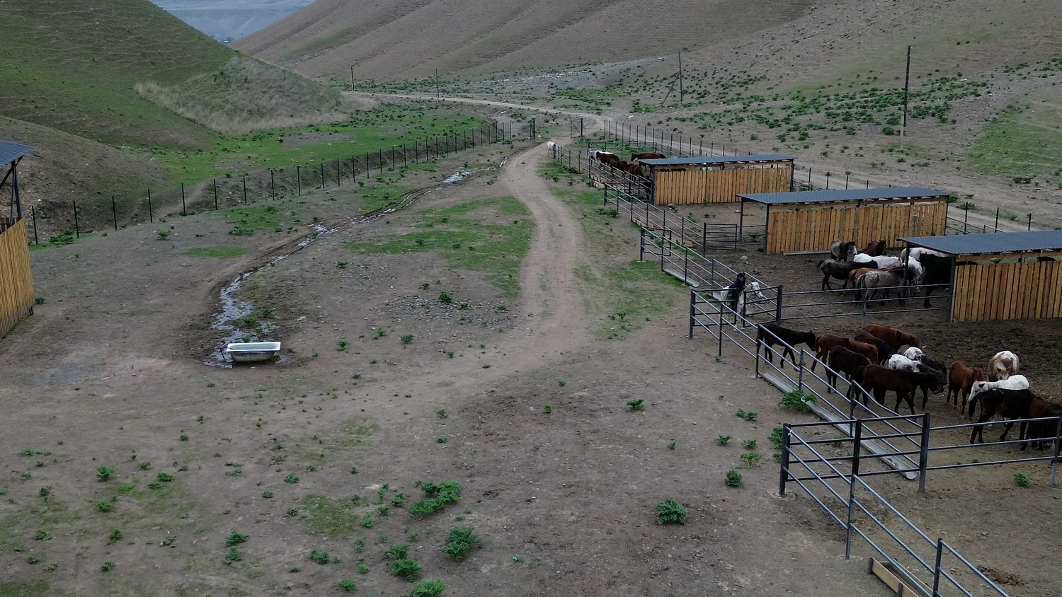 The herd at the pens at Chaar Ranch, with the valley and the track behind