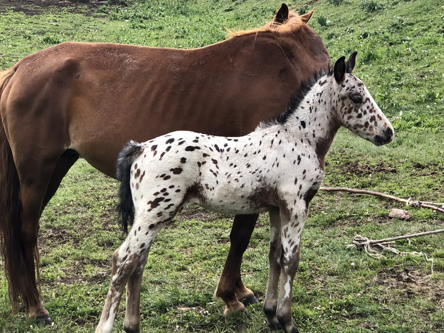 A leopard-spotted Chaar foal beside its mother