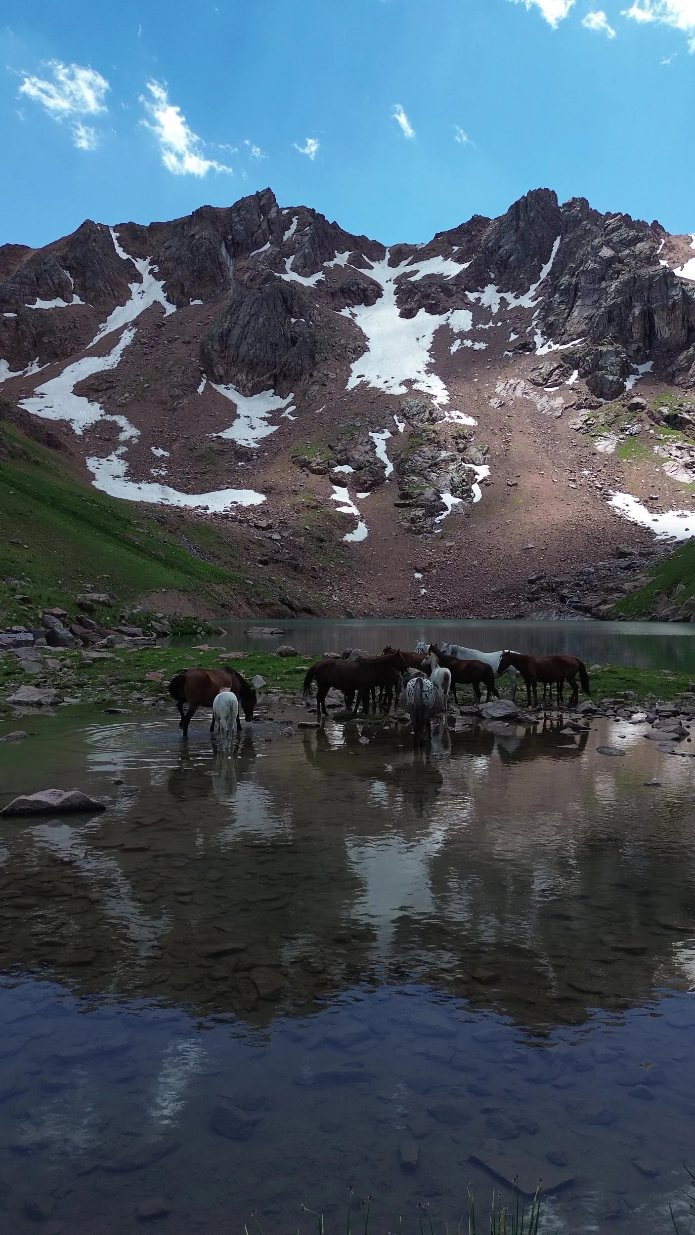 Chaar horses standing in a still alpine lake beneath snow-streaked peaks