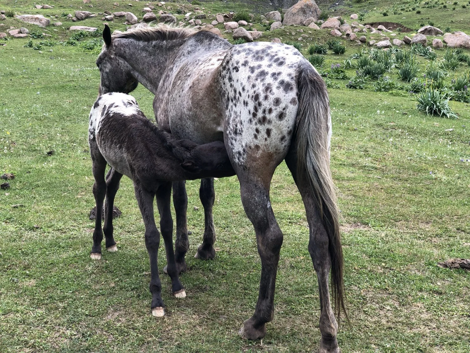 A spotted mare and her foal on the pasture