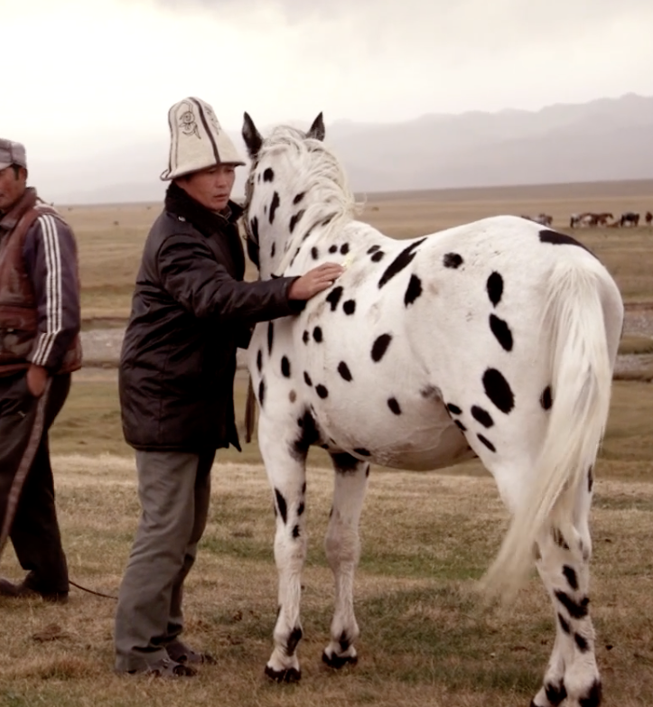 A still from the documentary True Appaloosa, showing a man with a spotted horse