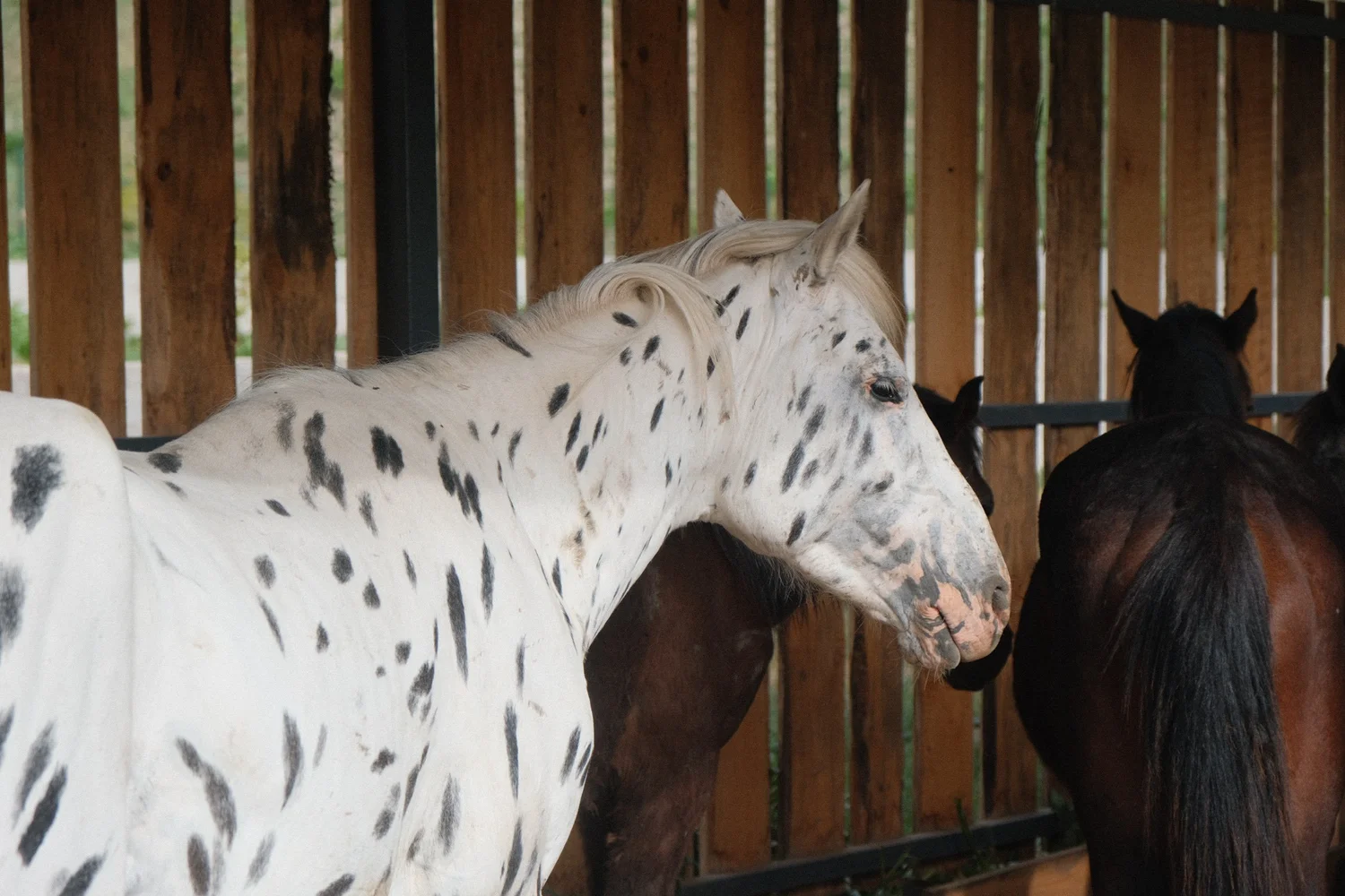 A leopard-spotted Chaar horse close up at the shelter