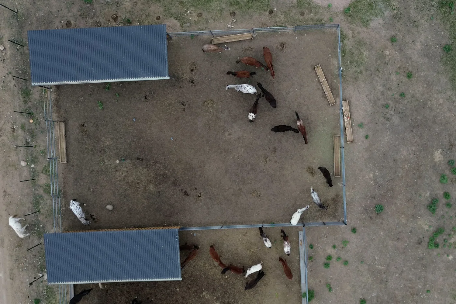 The paddocks and shelters at Chaar Ranch from above, with the herd inside