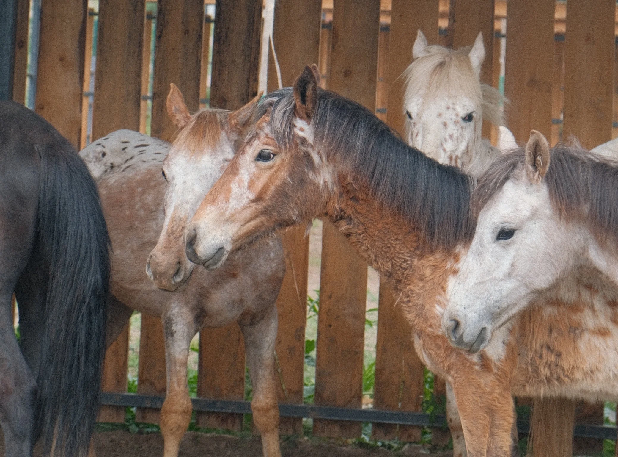 A spotted Chaar horse inside one of the ranch's paddocks