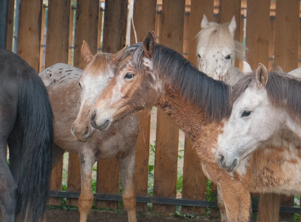 Young roan and grey horses gathered at a wooden fence at Chaar Ranch
