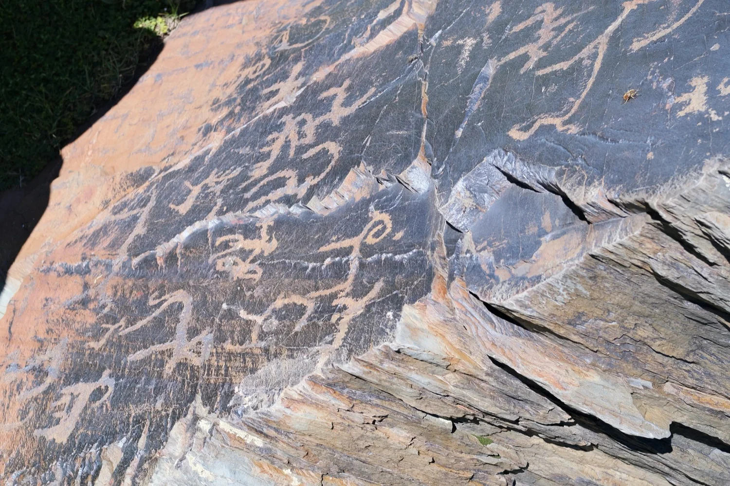 Ancient petroglyphs carved into rock