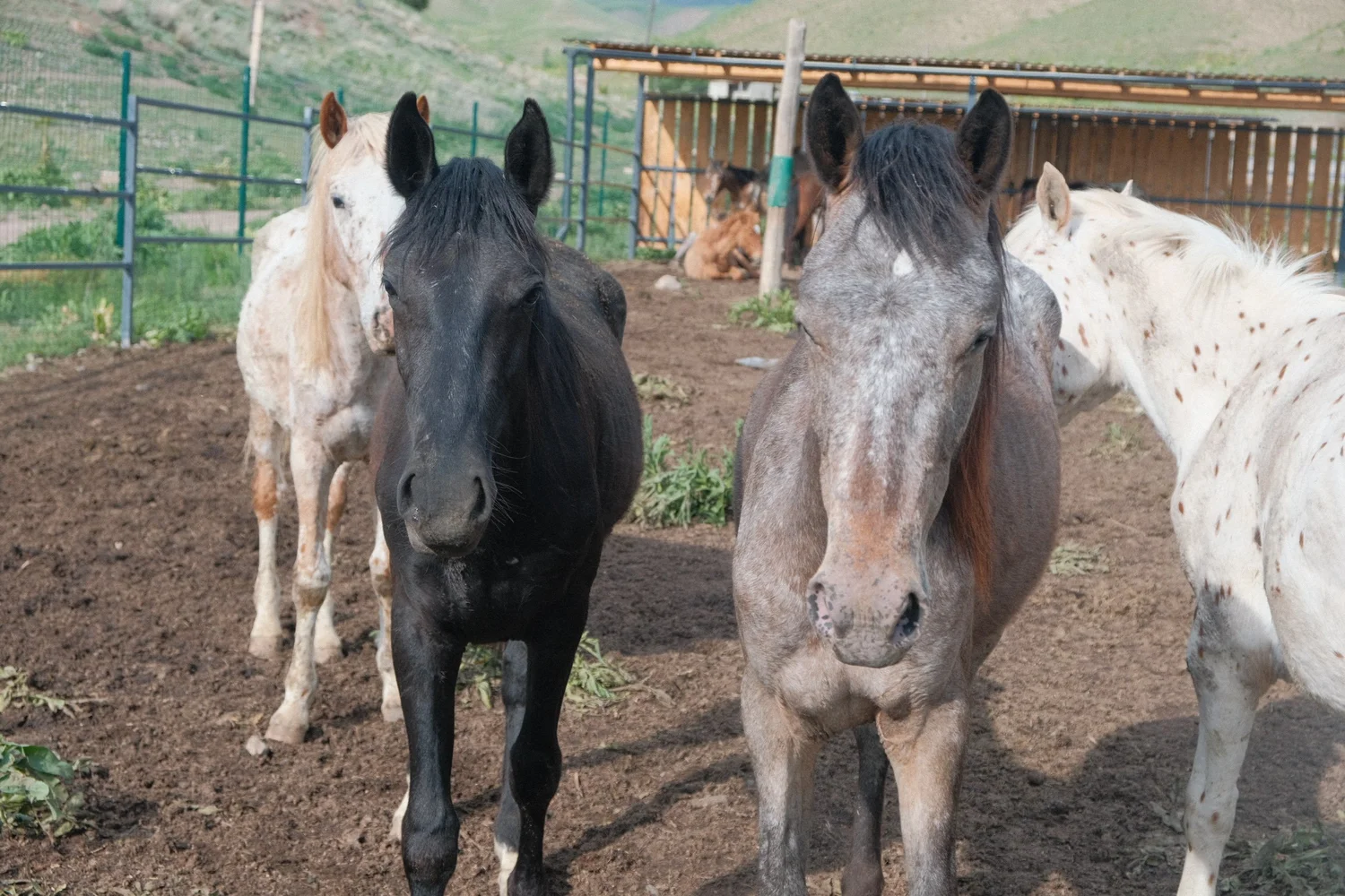 Four Chaar horses looking at the camera in a ranch paddock