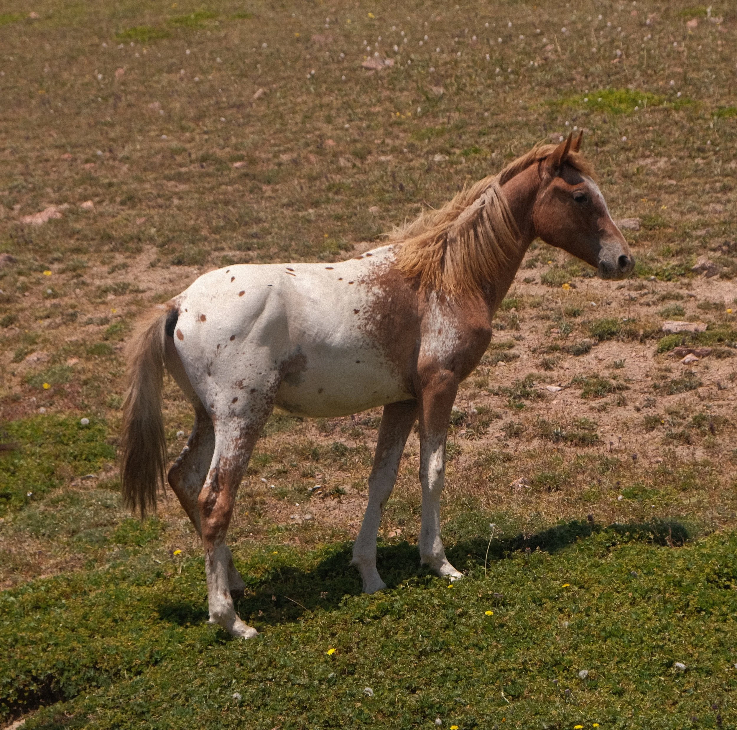 Chaar herd trotting