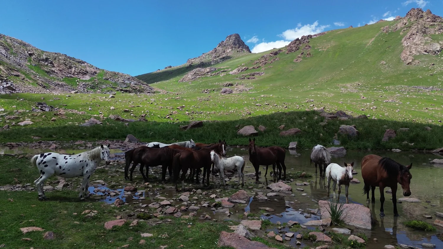Chaar horses drinking at a mountain stream on a high pasture