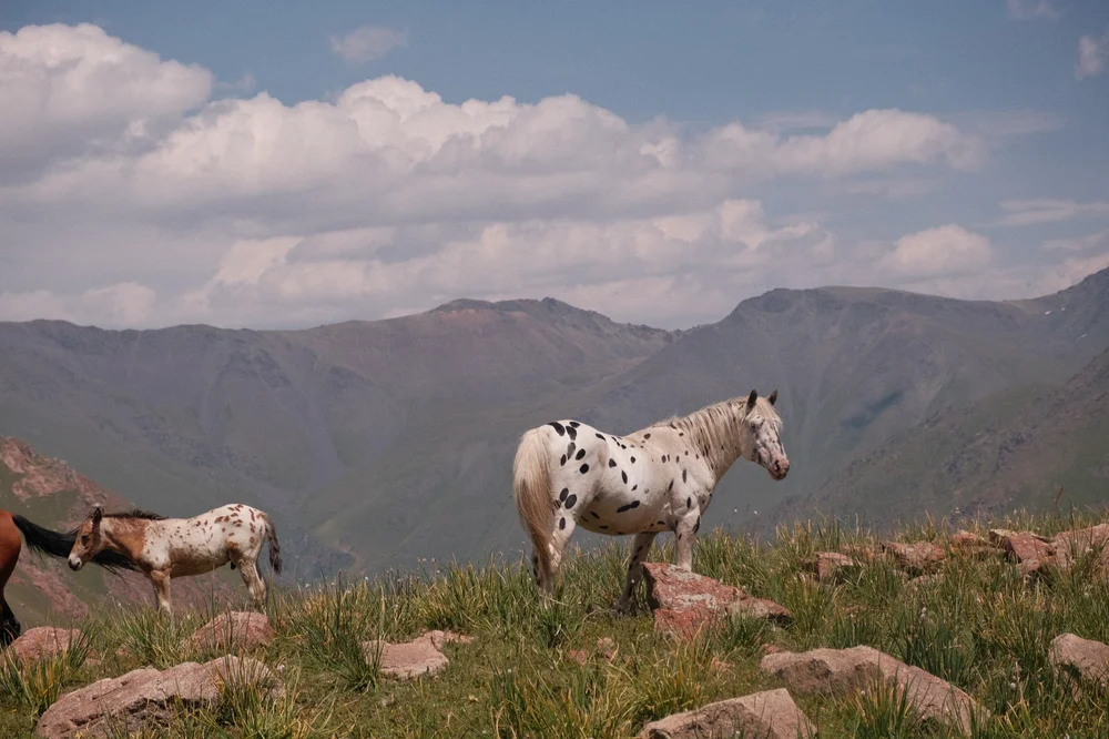 Spotted Chaar horses on the high summer pasture