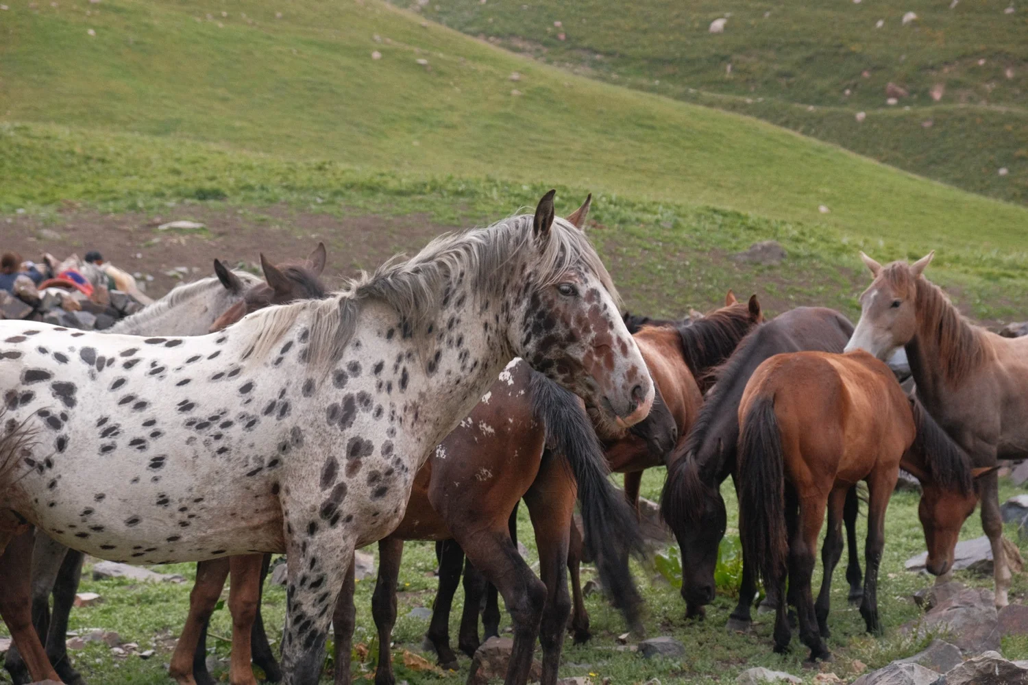 A spotted stallion with his herd on the high pasture