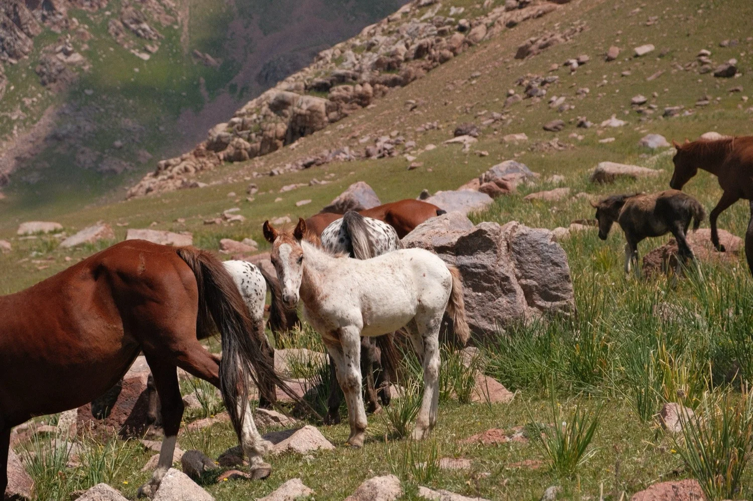Foals among the herd on the high pasture