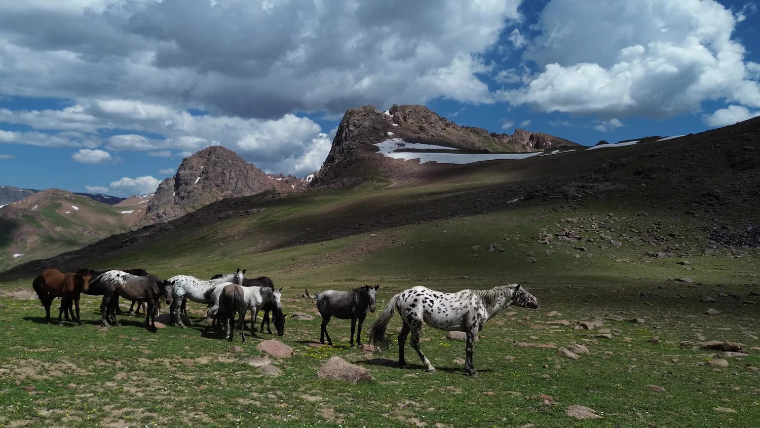 Spotted Chaar horses grazing on a high pasture below a ridge streaked with snow