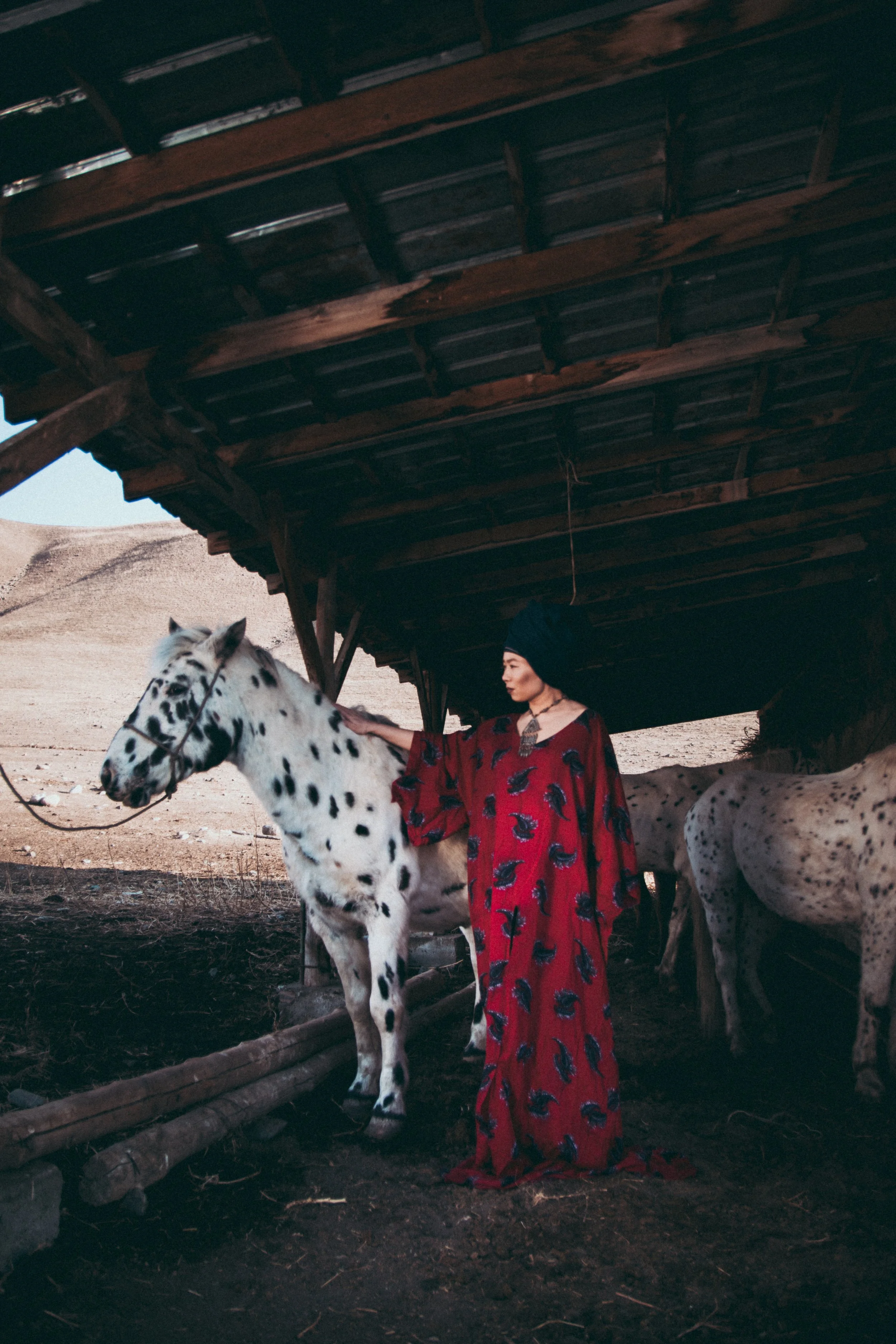 Chaar horse in traditional Kyrgyz use