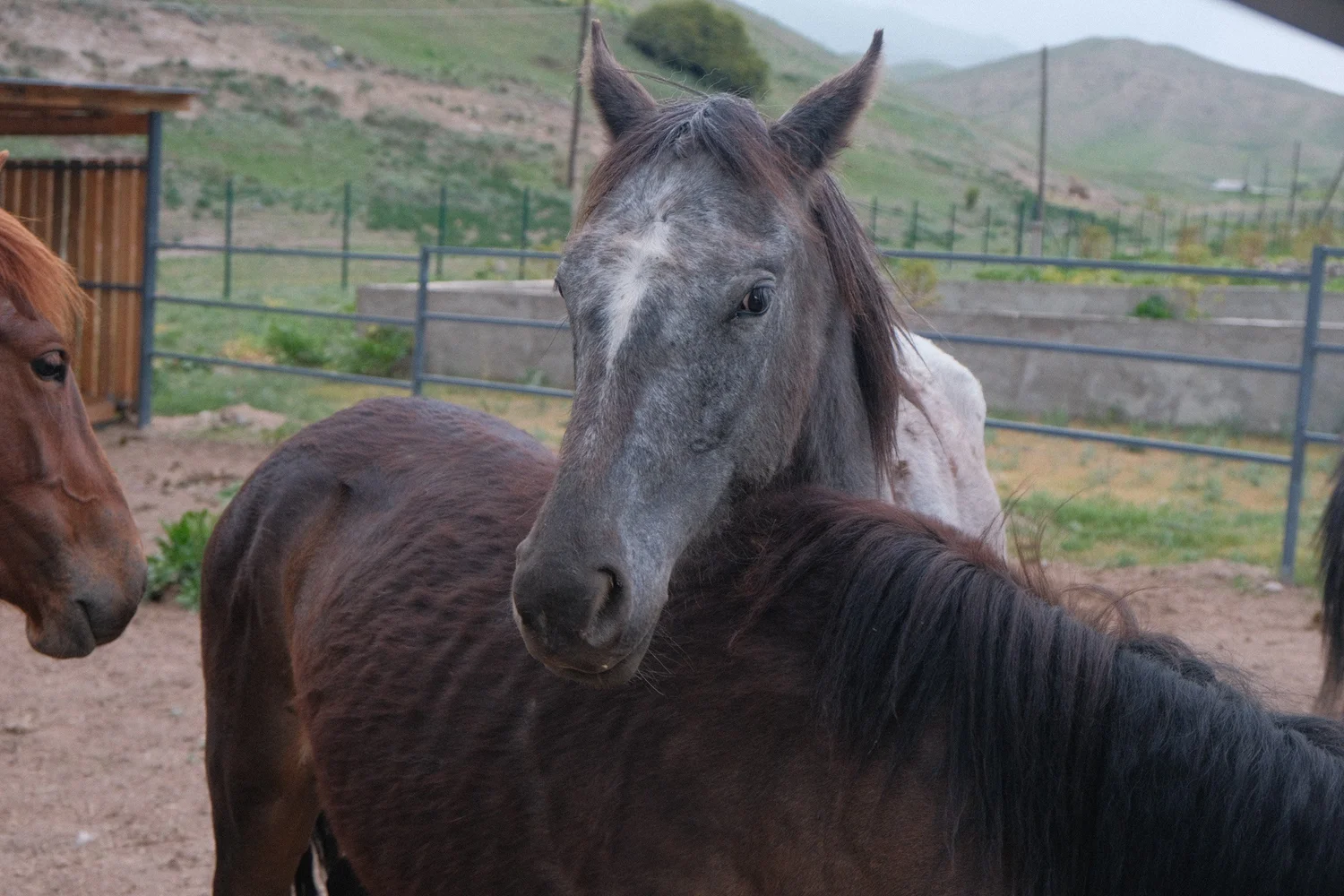 Un cheval gris posant sa tête sur un bai au ranch