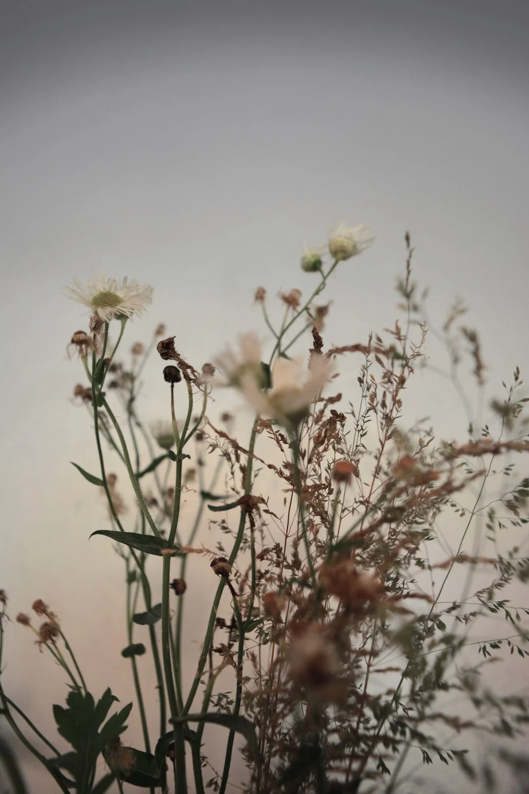 Dried wildflowers and botanicals representing calm and renewal through life after divorce therapy at Creative Source Counseling in Richmond, VA