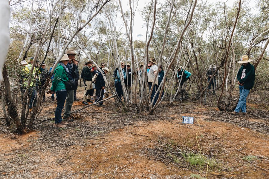 Malleefowl working on a mound